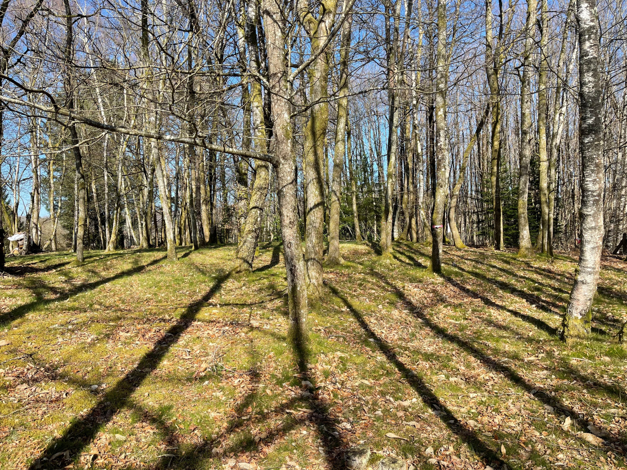 Agence immobilière de agence LAURAINE